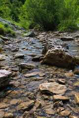 stream in the forest