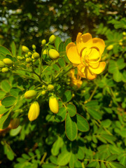 yellow flowers on a tree
