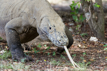 Obraz premium Komodo dragon biggest lizard on earth holding up its reptile head. The side view of dragon walking, Nusa Tenggara, Flores Indonesia