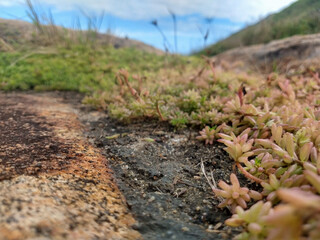 caccactus in the desert