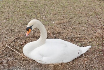 Schwan im Nest