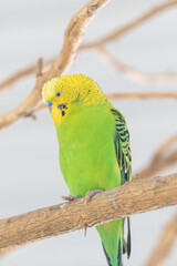 Obraz premium Parakeet on perch in a tree