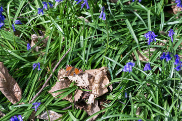 European Peacock butterfly (Inachis io)