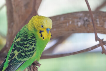 Parakeet on perch in a tree