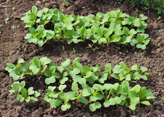 Young radish seedling growing in the vegetable garden at early springtime. Eco-friendly horticulture concept background.