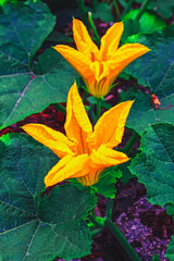Squash flowers blooming in the vegetable garden