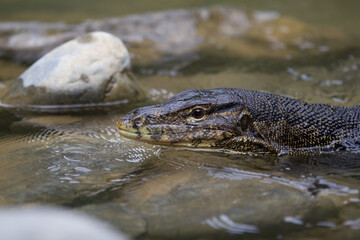 Monitoring lizard in the river with stones around and long forked tongue out of its mouth