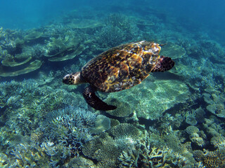 A big sea turtle in Indian Ocean. Corals at background.