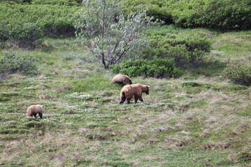 Fototapeta na wymiar Mother Grizzly Bear with two cubs walking through the tundra in Denali National Park