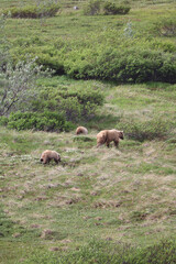 Mother Grizzly Bear with two cubs walking through the tundra in Denali National Park