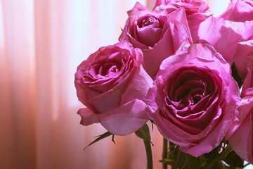 Beautiful pink roses close up.