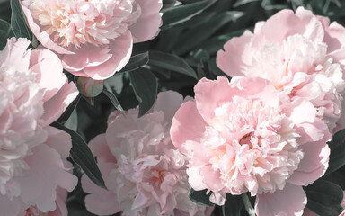 A lovely bouquet of pink peonies. Greeting card of flowers