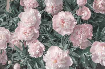 A lovely bouquet of pink peonies. Greeting card made of flowers. pink white peony flower background
