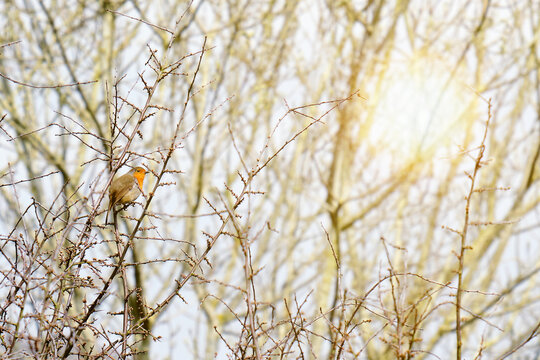 Robin resting on a twing under the spring sun