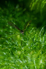 large mosquito on green background