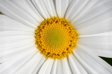 macro photography of white daisy