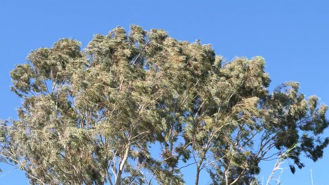 wind is moving the leafs of okaliptus tree under blue sky strong wind scenery
