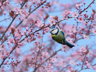 An Eurasian blue tit bird, Cyanistes caeruleus, clinging and hanging down from a branch of a pink flowering purpleleaf plum tree in spring, Germany