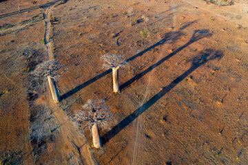 aerial view to the most famous baobab alley. spectacular trees in Madagascar