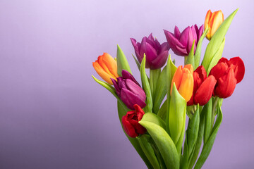 a large bouquet of colorful tulips on a purple background