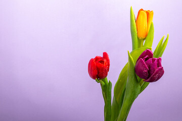 bouquet of colorful tulips on purple background