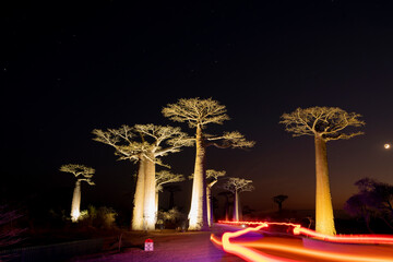 the most famous baobab alley. spectacular trees in Madagascar