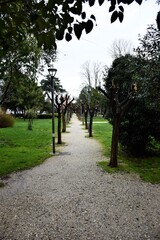 pruned branches in a park in with a patway in Komotini Greece