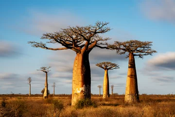 Fotobehang the most famous baobab alley. spectacular trees in Madagascar © Ondrej