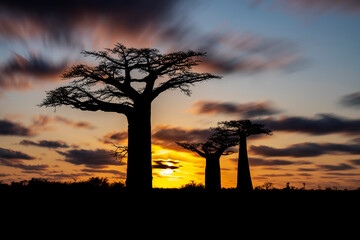 the most famous baobab alley. spectacular trees in Madagascar