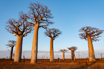 the most famous baobab alley. spectacular trees in Madagascar