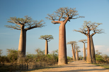 Fototapeta na wymiar the most famous baobab alley. spectacular trees in Madagascar