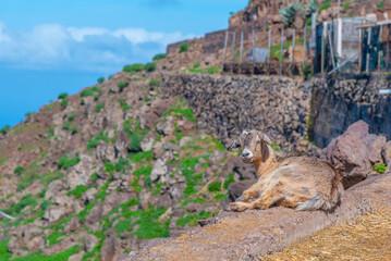 Goat at La Gomera, Canary Islands, Spain