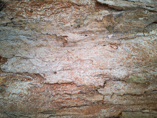 Background with tree trunk texture