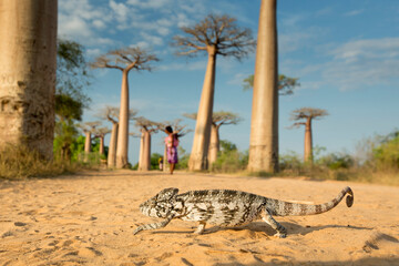 Panther chameleon in the most famous baobab alley. spectacular trees in Madagascar.