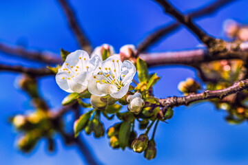Blooming tree branches in spring with white flowers close up. Beautiful spring time