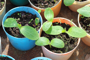 Young pumpkin and zucchini seedlings in a pots waiting for planting in the vegetable garden. Organic horticulture background. Eco-friendly agriculture farming