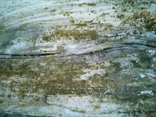 Background with tree trunk texture
