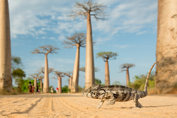 Panther chameleon in the most famous baobab alley. spectacular trees in Madagascar.