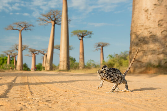 Panther chameleon in the most famous baobab alley. spectacular trees in Madagascar.
