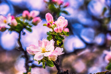 Blooming tree branches in spring with white pink flowers close up. Beautiful spring time