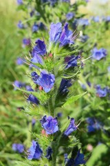 Blue echium vulgare flowers in the meadow on natural green background, closeup