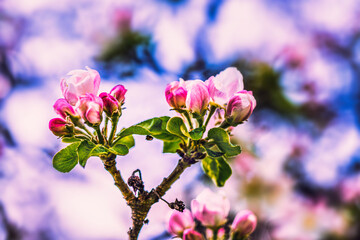 Blooming tree branches in spring with white pink flowers close up. Beautiful spring time