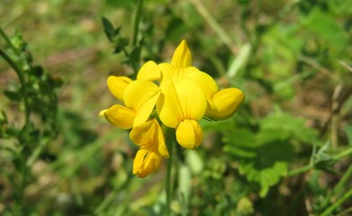 Yellow lotus corniculatus flowers in the meadow, closeup