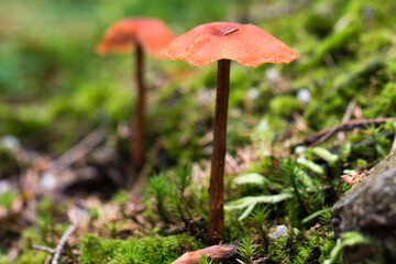 red mushroom in the forest