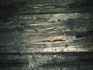 Background with aged wood texture