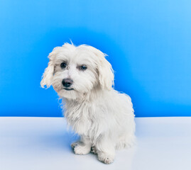 Adorable dog over isolated blue background.