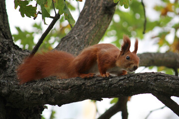 Naklejka na ściany i meble squirrel, red, on a tree, eating a nut, nature, beautiful, oak, green