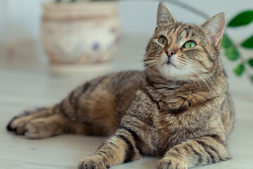 beautiful kitten with green eyes