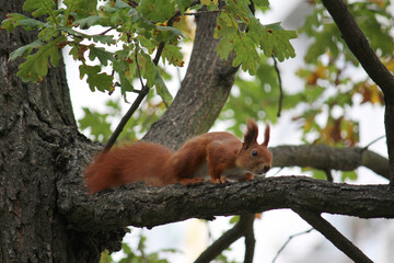 squirrel, red, on a tree, eating a nut, nature, beautiful, oak, green