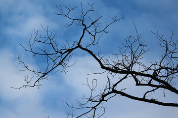 Fototapeta na wymiar blue sky, tree branch against the sky, clouds, beautiful
